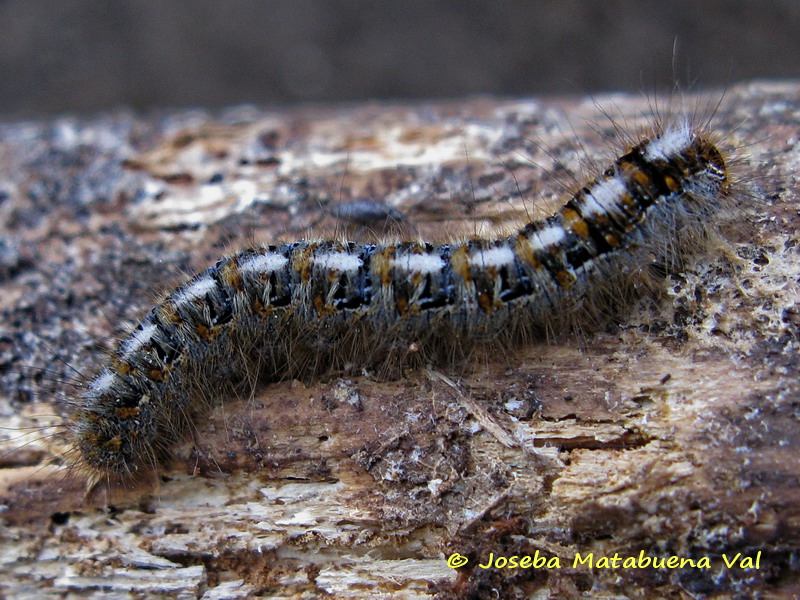 Bruco da id - Lasiocampa (Lasiocampa) quercus